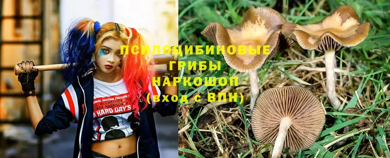 дарнет шоп  Кропоткин  Псилоцибиновые грибы Psilocybe 